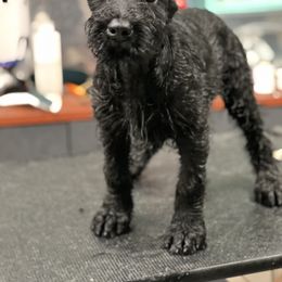 Giant Schnauzer Puppies from Elegy Kennels