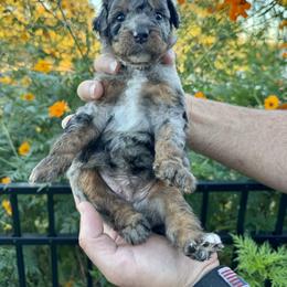 Aussiedoodle and Bernedoodle Puppies from LolliPop Farms