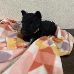 Tan Collar Boy - Black brindle male Scottish Terrier puppy in Hartville, Missouri from Stamper K9’s