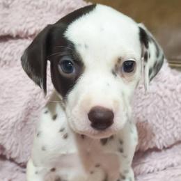 Eevee (Yellow collar) - White and liver brown female Dalmatian puppy in Raymondville, Missouri from Wagner's Dalmatian's