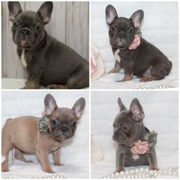 French Bulldog puppies from Liberty Longhair Dachshunds