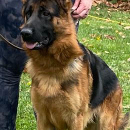 German Shepherds from Wilhendorf