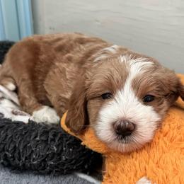 Duster Guardian Option - Apricot male Goldendoodle puppy in Henrico, Virginia from Paws 4 Doodles, LLC