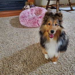 Shetland Sheepdog Puppies from NorthAcre Shelties