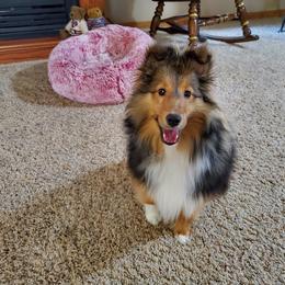 Shetland Sheepdog Puppies from NorthAcre Shelties