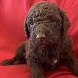Girl 2 - Chocolate Labradoodle puppy in Texas from Freedom Pines Doodles