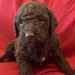 Girl 2 - Chocolate Labradoodle puppy in Texas from Freedom Pines Doodles