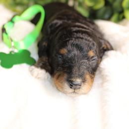 Black Phantom Male - Phantom male Poodle puppy in Belgreen, Alabama from Scott’s Farm Poodles and Doodles