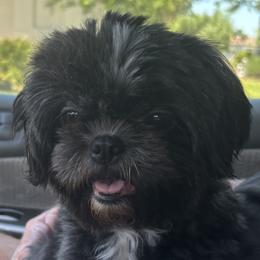 Onyx - Shih Tzu