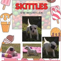 Skittles - White and brindle female American Bulldog puppy in Three Rivers, Michigan from Jemms Kennels