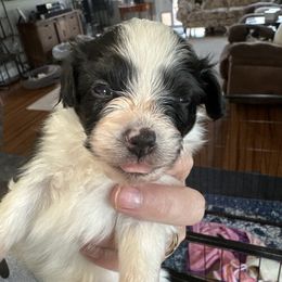 Oreo - Black red and white male Papillon puppy in Middleville, Michigan from Cheryl's Papillons