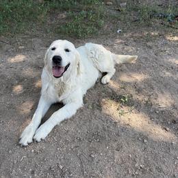 Balto - Golden Mountain Dog