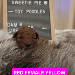 Brier - Red  female Poodle puppy in Hesperia, California from Sweetie Pie Poodles