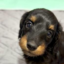 Winston - Black and tan male Dachshund puppy in Sutherland, Virginia from Sutherland Estates Dachshunds