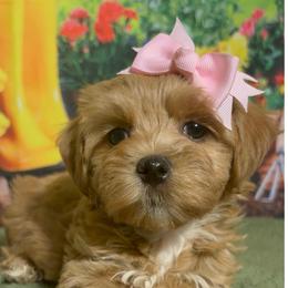 Saffron - Red female Havanese puppy in Clermont, Florida from Country Sweet Havanese and Creative Coaching