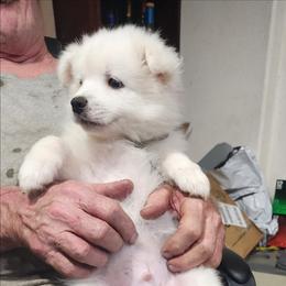 Duke - White male American Eskimo Dog puppy in Grants Pass, Oregon from SnH Eskies