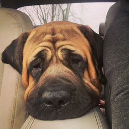 Mastiff All Grown Up from M K Mastiffs