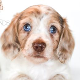 Dachshunds from LHC Dachshunds
