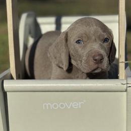 Deuce - Gray male Weimaraner puppy in Taylorsville, Mississippi from Southern Magnolia Weimaraners
