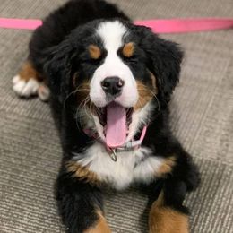 Aussiedoodles, Bernedoodles, and Goldendoodles from Super Doodle Cute PNW