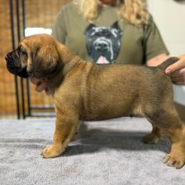 Fawn no collar - Fawn male Cane Corso puppy in Paris, Texas from Knucklehead Cane Corso