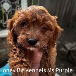 Ms Purple - Red female Cavapoo puppy in Maple Grove, Minnesota from Honey Bit Kennels