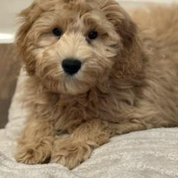 Latte - SM0543 - Cream male Australian Labradoodle puppy in Easley, South Carolina from Royal Diamond Labradoodles