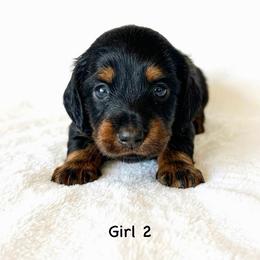 Girl 2 - Black and tan female Dachshund puppy in Burkesville, Kentucky from Bline’s Awesome Aussies, Aussiedoodles & Doxies at the Bline Family Farm