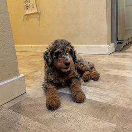 Coco - Blue merle female Aussiedoodle puppy in Yacolt, Washington from Aussiedoodles by Maggie