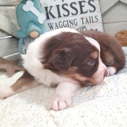 Bella - Red tri-color female Australian Shepherd puppy in Roanoke, Virginia from Miniature Angels Farm