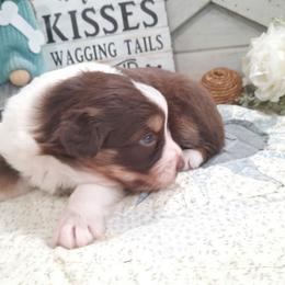 Bella - Red tri-color female Australian Shepherd puppy in Roanoke, Virginia from Miniature Angels Farm