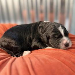Drift - Black and white male Bernedoodle puppy in Russellville, Arkansas from Crossgate Doodles