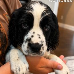 Compass - Black and white male English Springer Spaniel puppy in Fort White, Florida from Thunderbird Springers