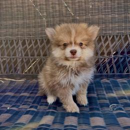Kingston - Chocolate male Pomsky puppy in Amarillo, Texas from Pom Pom Pomskies