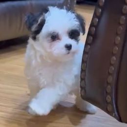 Mylie - Parti female Maltipoo puppy in Lebanon, Kentucky from Mosaic Merle Doodles