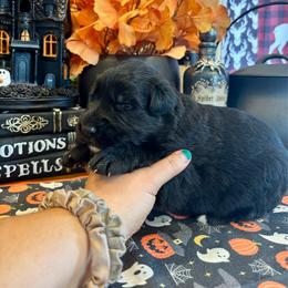 Midnight (3rd pick black male) - Black male German Shepherd puppy in Watervliet, Michigan from M&M Shepherd Farms