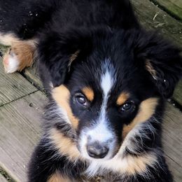 Pinky with a solid pink collar - Black tri female Miniature American Shepherd puppy in Rensselaerville, New York from Callen Kennels