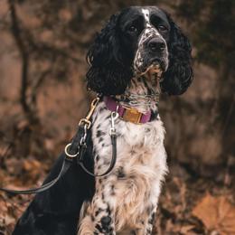 Bexleigh Kate - English Springer Spaniel