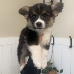 Archie - Black and tan male Pembroke Welsh Corgi puppy in Red Bluff, California from Wilder Ranch Corgis
