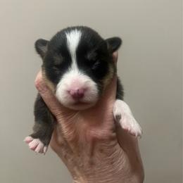 MO-04 - Black and tan female Pembroke Welsh Corgi puppy in Stockton, Iowa from Infinity Corgis