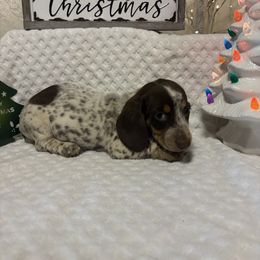 Boy 1 - Piebald male Dachshund puppy in Stilwell, Oklahoma from Bidding Creek Dachshunds