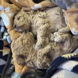 Maltipoo Puppies from ABLE