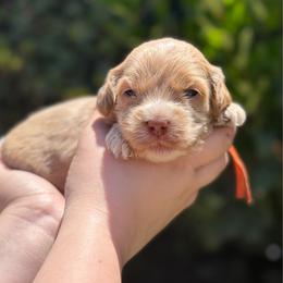 Orange - Caramel red male Australian Labradoodle puppy in Fontana, California from Grammy's Puppy Love doodles and poodles