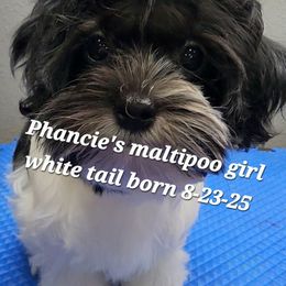 Girl white tail - Black & white female Maltipoo puppy in Middleburg, Florida from The Aristocratic Puppy Patch