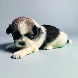 AKC-Jasmine - Tricolor female Shih Tzu puppy in Charlotte, North Carolina from Judy's Shih Tzus