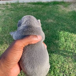 French Bulldog Puppies from Pet frenchies