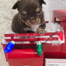 Taffy - Chocolate and tan female Chihuahua puppy in Bowdon, Georgia from Paschal's Pups