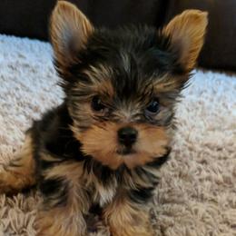 Yorkshire Terrier Puppies from Lake Life