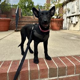 Lure - Black brindle female Dutch Shepherd puppy in Fayetteville, North Carolina from Iron Sight K9s