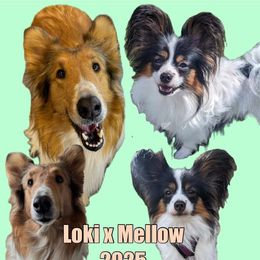 Companion Cross puppies from Oasis Companion Canines